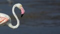 Close-up of a Greater Flamingo, highlighting itÃ¢â¬â¢s delicate neck and anatomy